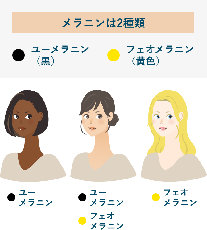 メラニン色素の種類