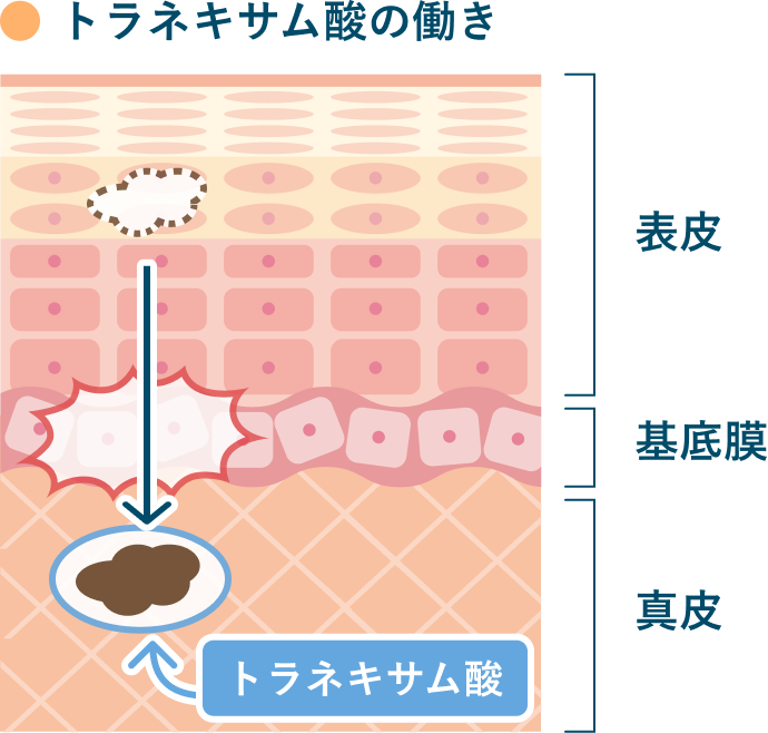 トラネキサム酸の働き